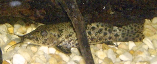 Auchenoglanis biscutatus Auchenoglanis biscutatus