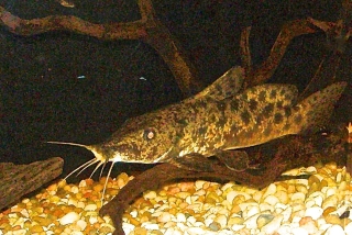 Auchenoglanis biscutatus Auchenoglanis biscutatus