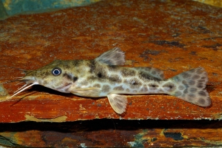 Auchenoglanis cf. occidentalis Auchenoglanis cf. occidentalis