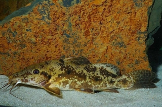 Auchenoglanis cf. occidentalis Auchenoglanis cf. occidentalis