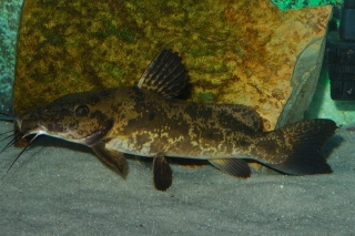 Auchenoglanis cf. occidentalis Auchenoglanis cf. occidentalis