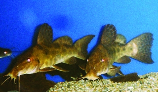 Auchenoglanis cf. occidentalis Auchenoglanis cf. occidentalis