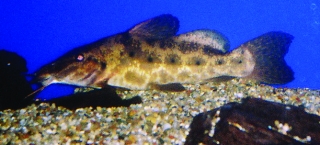 Auchenoglanis cf. occidentalis Auchenoglanis cf. occidentalis