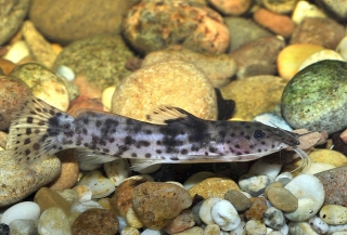 Notoglanidium macrostoma