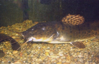 Parauchenoglanis ngamensis Parauchenoglanis ngamensis