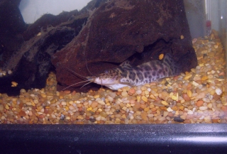 Parauchenoglanis ngamensis Parauchenoglanis ngamensis