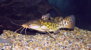 Parauchenoglanis ngamensis Parauchenoglanis ngamensis