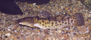 Parauchenoglanis ngamensis Parauchenoglanis ngamensis