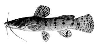 Parauchenoglanis ngamensis Parauchenoglanis ngamensis