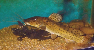 Parauchenoglanis ngamensis Parauchenoglanis ngamensis