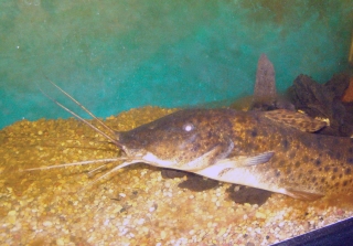 Parauchenoglanis ngamensis Parauchenoglanis ngamensis