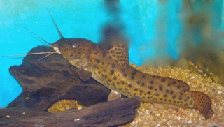 Parauchenoglanis ngamensis Parauchenoglanis ngamensis