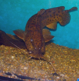 Parauchenoglanis ngamensis Parauchenoglanis ngamensis