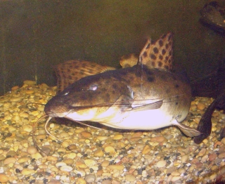 Parauchenoglanis ngamensis Parauchenoglanis ngamensis