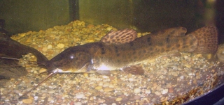 Parauchenoglanis ngamensis Parauchenoglanis ngamensis