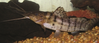 Parauchenoglanis punctatus