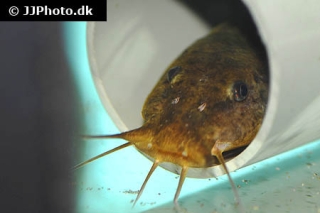 Parauchenoglanis punctatus