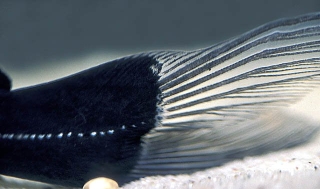 Bagrichthys macracanthus