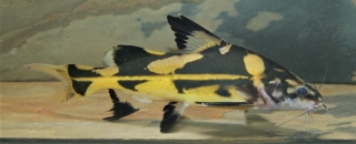 Bagroides melapterus