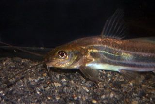 Mystus cf. bleekeri Mystus cf. bleekeri