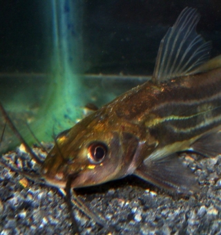 Mystus cf. bleekeri Mystus cf. bleekeri