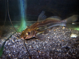 Mystus cf. bleekeri Mystus cf. bleekeri