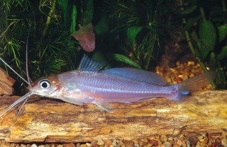 Mystus singaringan Mystus singaringan