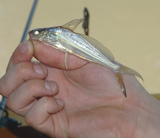 Mystus singaringan Mystus singaringan