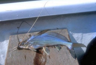 Mystus singaringan Mystus singaringan