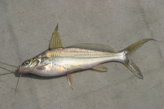 Mystus singaringan Mystus singaringan