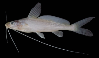 Mystus singaringan Mystus singaringan