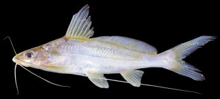 Mystus singaringan Mystus singaringan