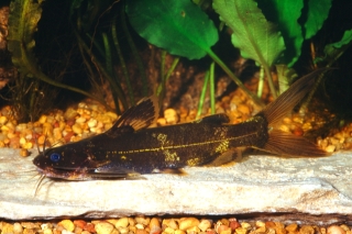 Pseudomystus breviceps