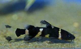 Pseudomystus siamensis