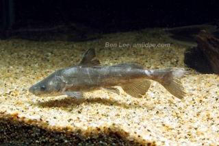 Rhinobagrus dumerili