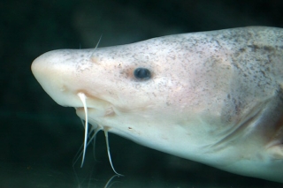 Rhinobagrus dumerili