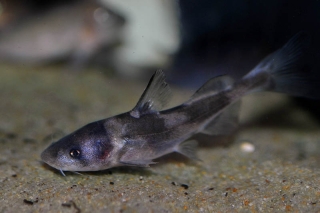 Rhinobagrus dumerili