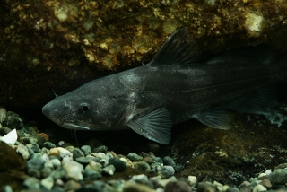 Rhinobagrus dumerili