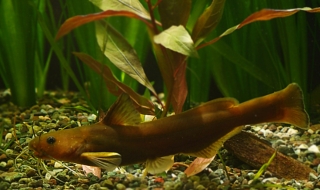 Rhinobagrus ussuriensis