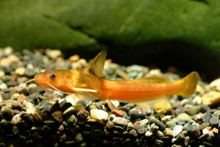 Tachysurus koreanus Tachysurus koreanus