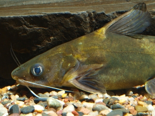 Tachysurus sinensis