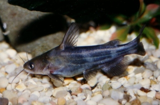 Tachysurus sinensis