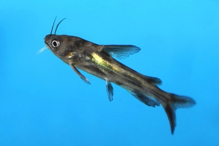 Tachysurus sinensis