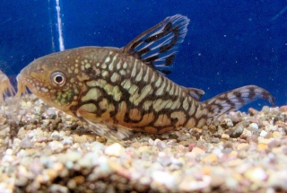 Brochis (sub-clade 2) geryi