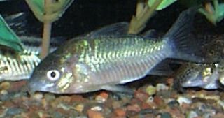 Brochis (sub-clade 2) geryi