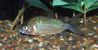 Brochis (sub-clade 2) geryi