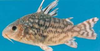 Brochis (sub-clade 2) geryi