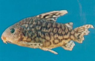 Brochis (sub-clade 2) geryi