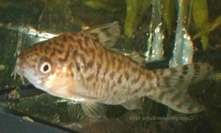 Brochis (sub-clade 2) geryi