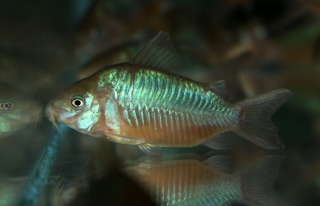 Brochis (sub-clade 2) pantanalensis